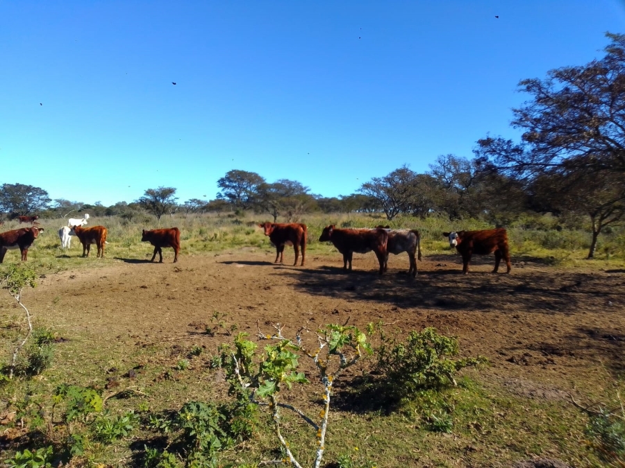 0 Bedroom Property for Sale in Stutterheim Rural Eastern Cape